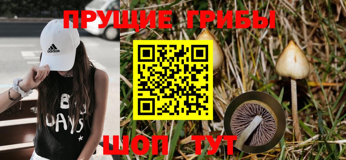 Абинск  Галлюциногенные грибы Psilocybine cubensis  Вход с VPN  Псилоцибиновые грибы мицелий 